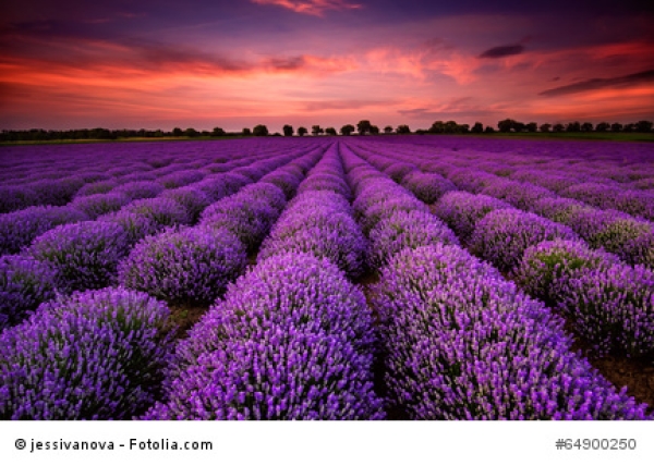 Lavendelöl, Frankreich